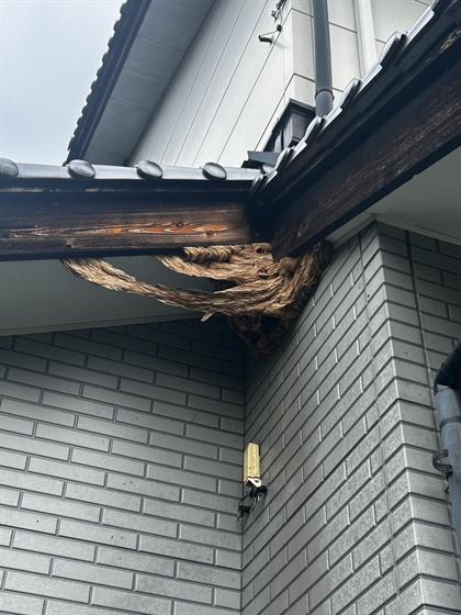 蜂の巣駆除（庄原市）